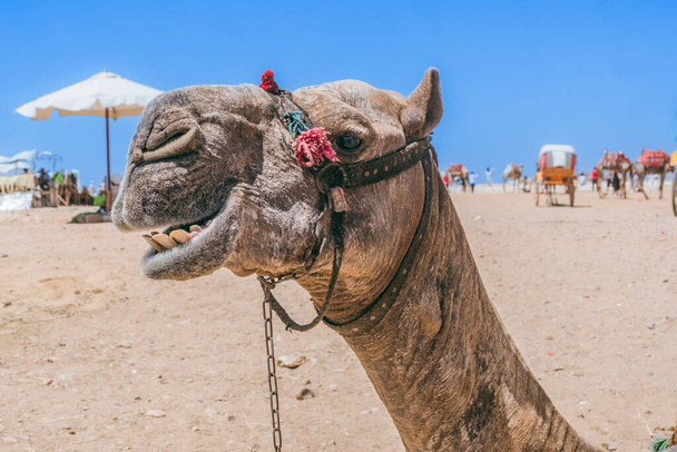 Velbloudi čekají u pyramid v Gíze. Kvalitní fotka. Trpěliví velbloudi dychtivě očekávají turisty na pozadí ikonických pyramid v Gíze v Egyptě. - Fotografie, Obrázek