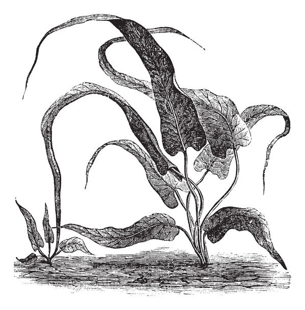 Camptosorus rhizophyllus або пішохідний папороть старовинна гравюра
 - Вектор, зображення