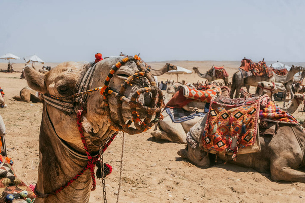 Kamele warten in der Nähe der Pyramiden von Gizeh. Hochwertiges Foto. Geduldige Kamele warten sehnsüchtig auf Touristen vor der Kulisse der ikonischen Pyramiden von Gizeh in Ägypten. - Foto, Bild