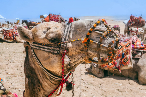 Develer Giza Piramitleri 'nin yanında bekliyor. Yüksek kalite fotoğraf. Hasta develer, Mısır 'daki ikonik Giza Piramitleri' nin arka planına karşı sabırsızlıkla turistleri bekliyor.. - Fotoğraf, Görsel