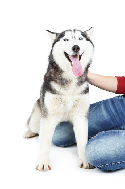 Woman and cute husky, isolated on white - Photo, Image