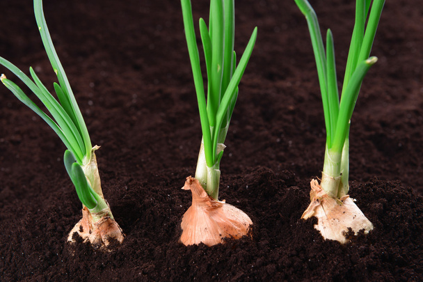 Germinated onion in soil close-up - Foto, imagen