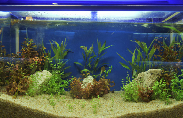 акваріум
 - Фото, зображення