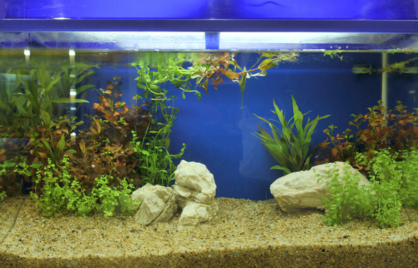 Aquarium - Foto, Bild