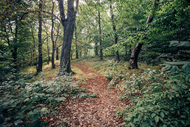 Ormanda sonbahar yolu. Doğa arkaplanı - Fotoğraf, Görsel