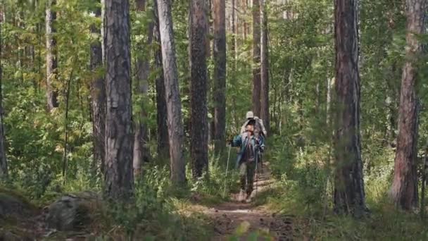 Αφροαμερικάνος ώριμος άντρας και ο εγγονός του κάνουν πεζοπορία μαζί στο ορεινό δάσος χρησιμοποιώντας κοντάρια πεζοπορίας. - Πλάνα, βίντεο