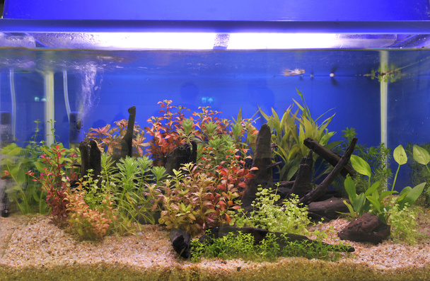 акваріум
 - Фото, зображення