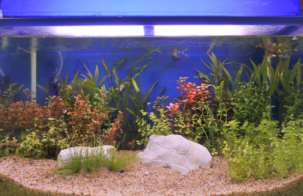 Aquarium - Photo, image