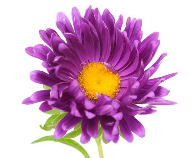 Aster - Photo, Image