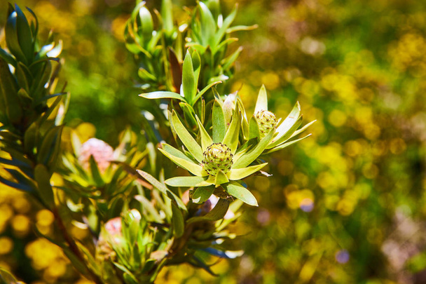 Bild der jungen grünen Blütenknospen der unreifen Leucardendron-Sessile-Pflanze - Foto, Bild