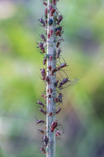 Amazing detailed macro of many aphids on the plant.	 - Foto, immagini