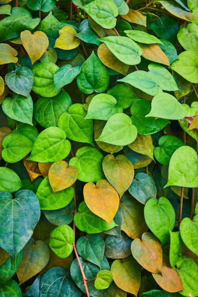 Bild der Mauer aus tropfenförmigen Blättern in verschiedenen Grüntönen und sehr hellorange - Foto, Bild