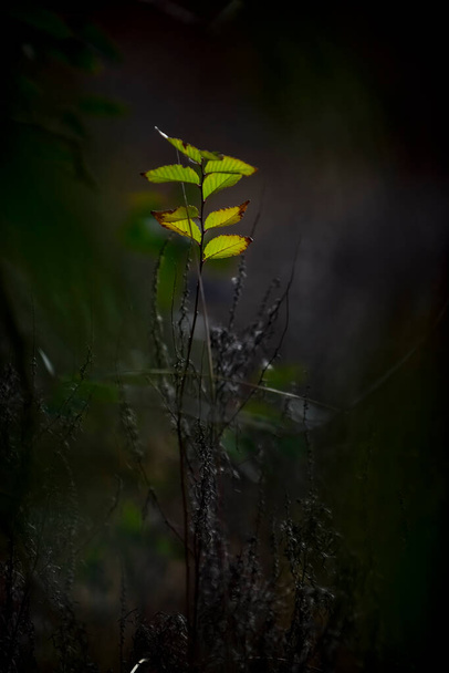 Őszi levelek az erdőben, La Pampa tartomány, Patagónia, Argentína. - Fotó, kép