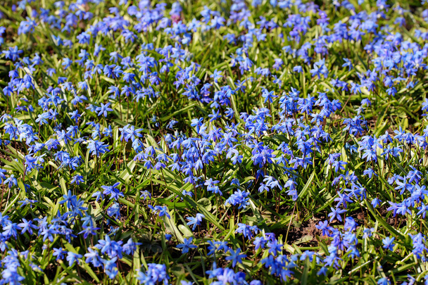 blue spring - Photo, Image