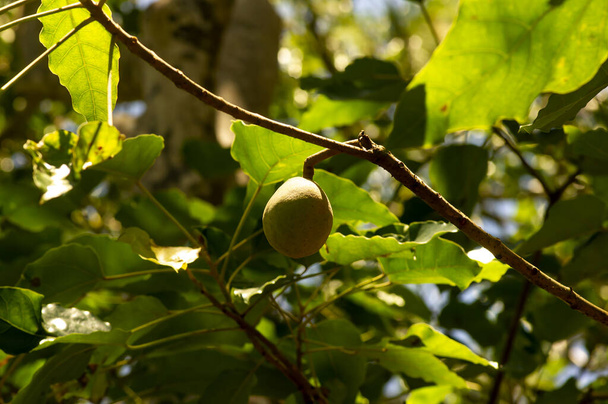 Een kaars fruit (Aleurites moluccana) en groene bladeren, ondiepe focus. - Foto, afbeelding