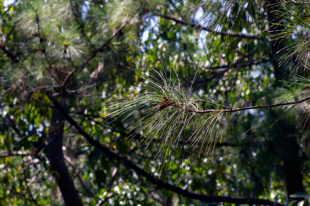 Pinus merkusii (pino Merkus o pino Sumatra) hojas verdes jóvenes en el bosque, enfoque poco profundo. - Foto, Imagen