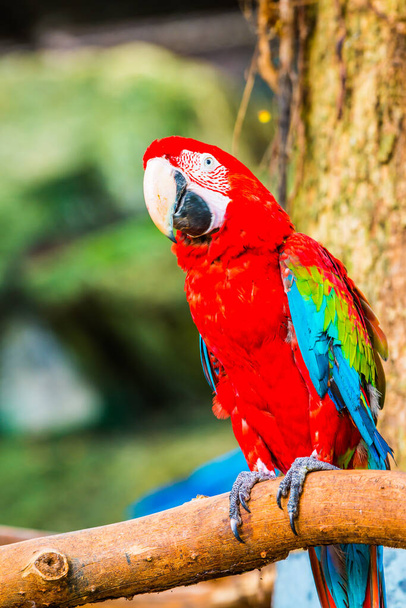 Red macaw in Thai, Thailand. - Photo, Image