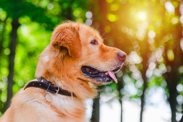 Altın labrador köpeğinin portresi çimlerin üzerinde yeşil bir günbatımı ormanının arka planında oturuyordu.. - Fotoğraf, Görsel