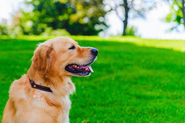 緑の森の背景に芝生の上に座っているゴールデンラブラドール犬の肖像画.夏の日.サイドビュー. - 写真・画像