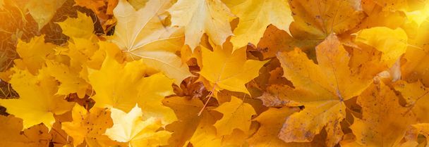 Autumn beautiful yellow leaves background. Selective focus. Nature. - Photo, Image