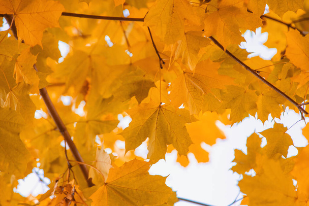 Herbstbäume recken sich gegen den Himmel. Selektiver Fokus. Natur. - Foto, Bild