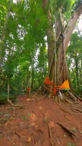 Árbol sagrado grande y viejo adornado con bufandas tradicionales en la selva profunda de Tailandia - Metraje, vídeo