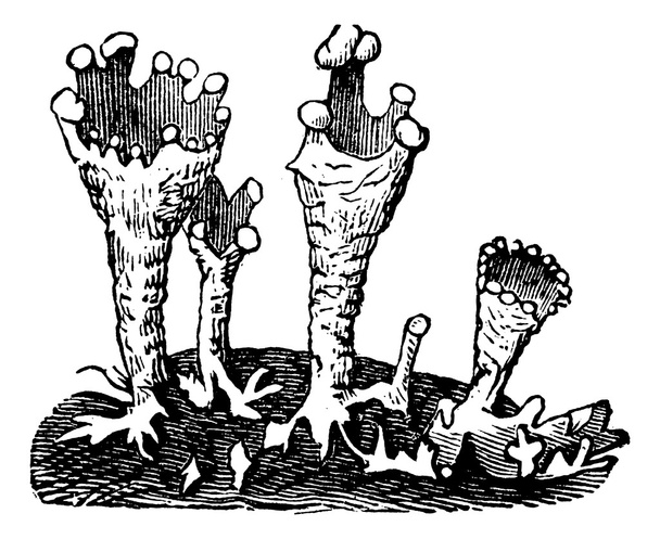 Чашечка лишайника или Cladonia pyxidata винтажная гравировка
 - Вектор,изображение