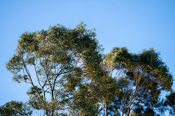 rodzime drzewo dziąseł rosnące wiosną w lesie w parku narodowym w Australii w krzakach - Zdjęcie, obraz