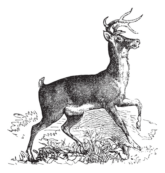 Gravure vintage cerf de Virginie ou prêle blanche
 - Vecteur, image