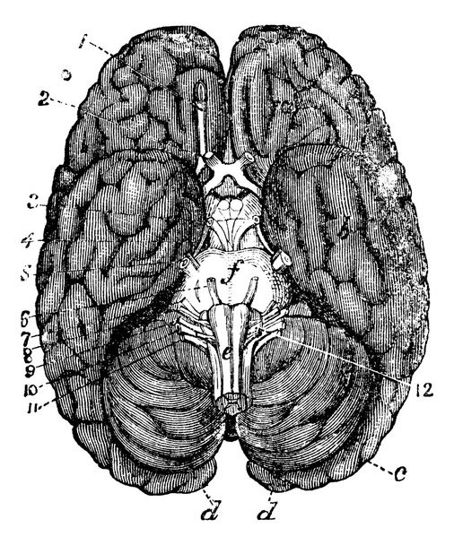 Human brain vintage engraving - Vector, Image