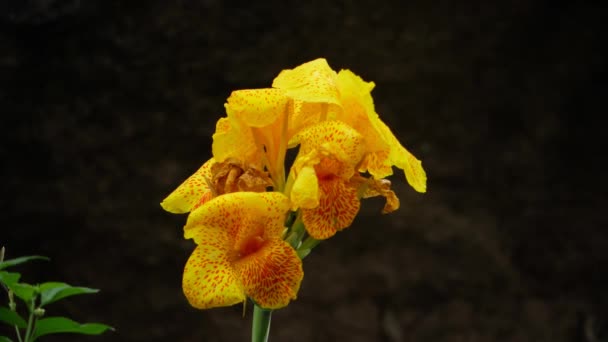 Un fiore giallo e arancione sullo sfondo scuro - Filmati, video