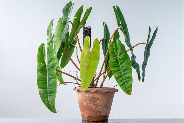 Philodendron billietiae, un aroide tropical, que crece en una maceta de terracota.  - Foto, imagen