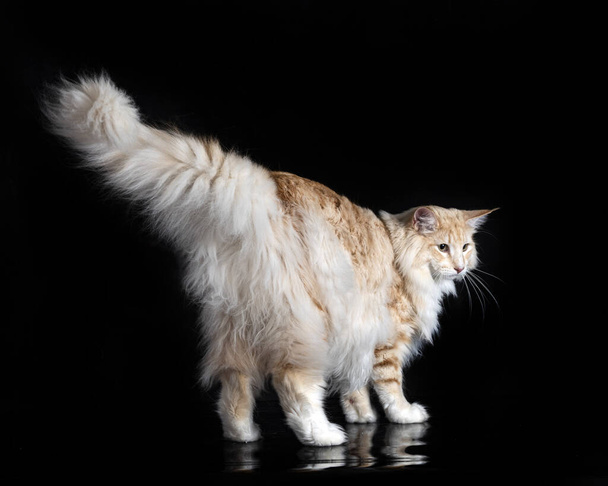 Norwegian Forest cat in front of black background - Photo, Image