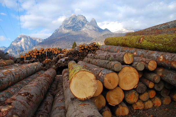 Montón de troncos - Dolomitas
 - Foto, Imagen