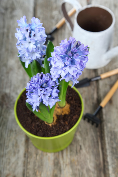 Blue hyacinths and garden tools  - Fotografie, Obrázek
