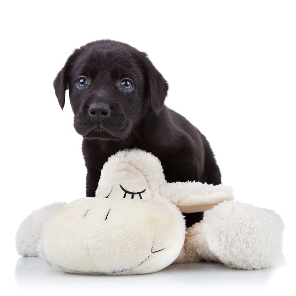 Cachorro labrador juguetón
 - Foto, imagen