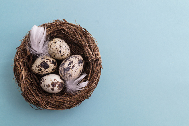 Huevo de codorniz en nido, primavera y Pascua
 - Foto, imagen