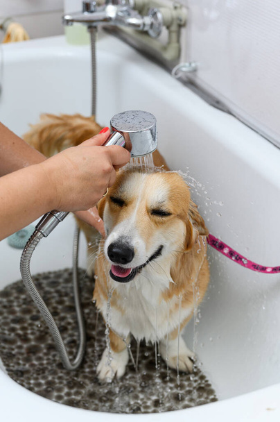 Vtipný portrét velšského corgi pembroke psa, který se sprchuje šamponem. Pes se koupe v upraveném salónu. - Fotografie, Obrázek