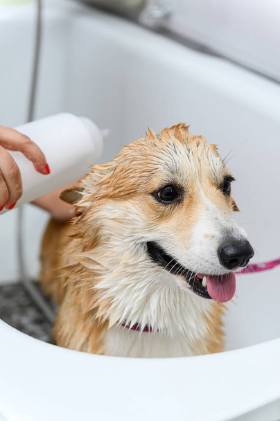 Il toelettatore accuratamente lava il cane di pembroke di corgi gallese divertente in bagno prima di procedura di toelettatura. Le mani femminili applicano lo shampoo al cane. - Foto, immagini
