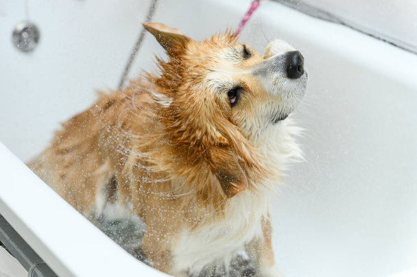 Wet galês corgi pembroke cão fica no banheiro após o banho. O cão sacode a água depois de tomar banho enquanto está na banheira. - Foto, Imagem