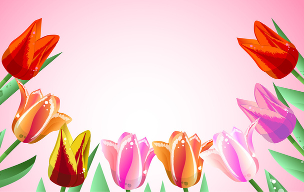 tulipán 11
 - Vector, imagen