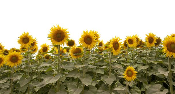 slunečnice, samostatný  - Fotografie, Obrázek