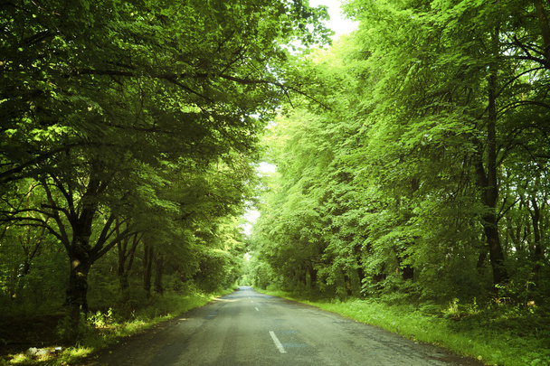 Carretera en bosque
 - Foto, imagen