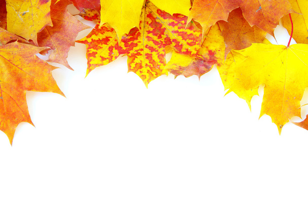 Autumn maple leaves - Photo, Image