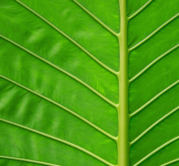 Leaf natural background - Φωτογραφία, εικόνα