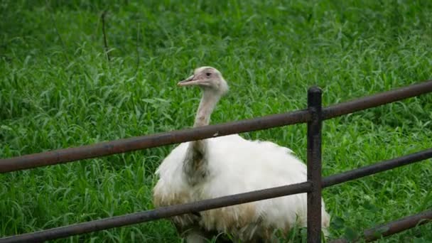 Ovce a velký pták stojí na travnatém poli - Záběry, video