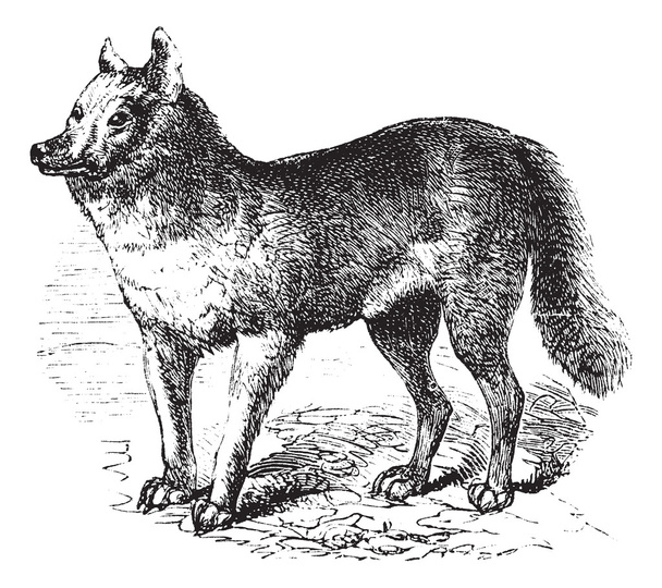 Dingo vintage engraving - Vector, Image