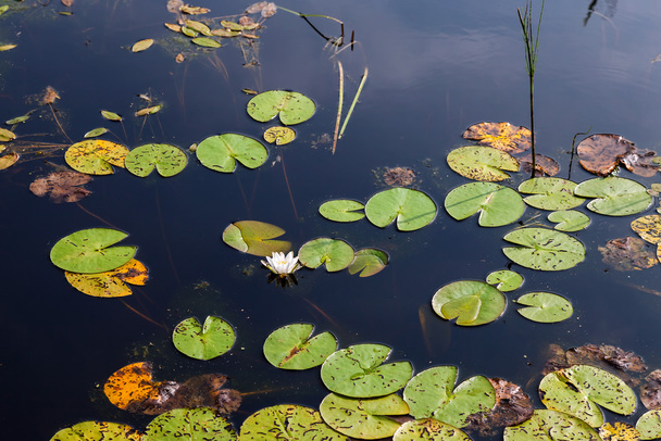 kleiner Teich mit Seerosen und grasbewachsener Sommersonnigkeit - Foto, Bild