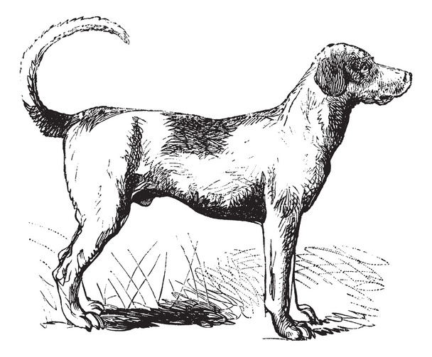 Foxhound rocznika Grawerowanie - Wektor, obraz