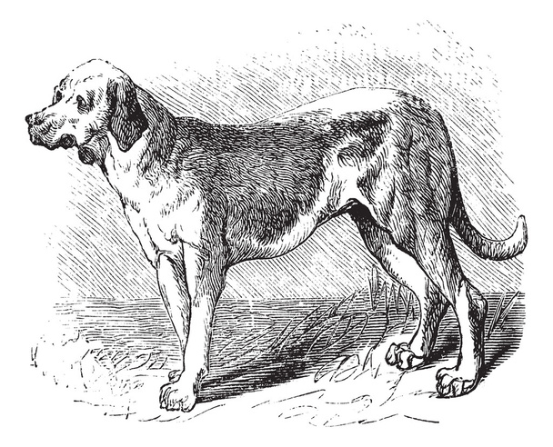 Bloodhound vagy Saint Hubert kutya vagy kutya Sleuth vagy Canis lupus - Vektor, kép